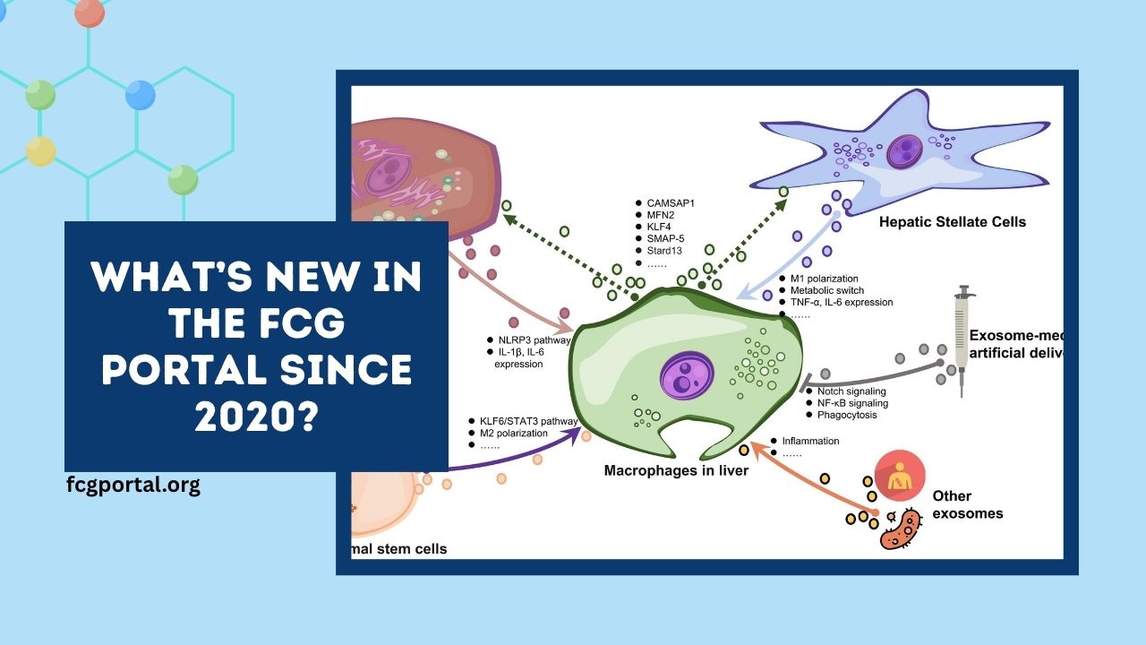 What’s New in the FCG Portal Since 2020?