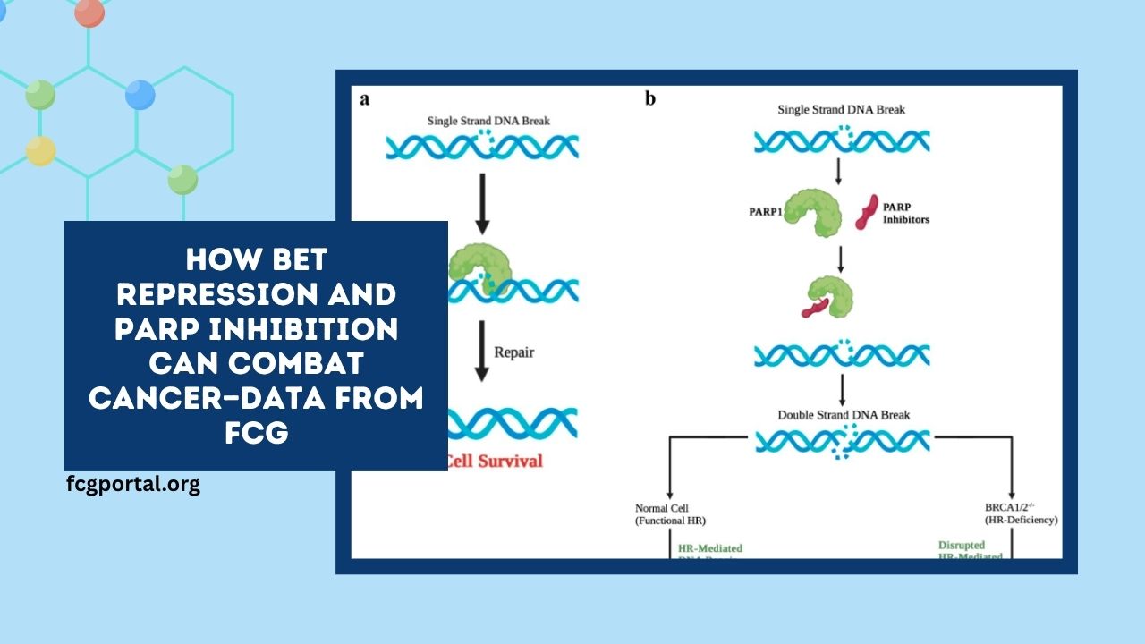 How BET Repression and PARP Inhibition Can Combat Cancer—Data from FCG